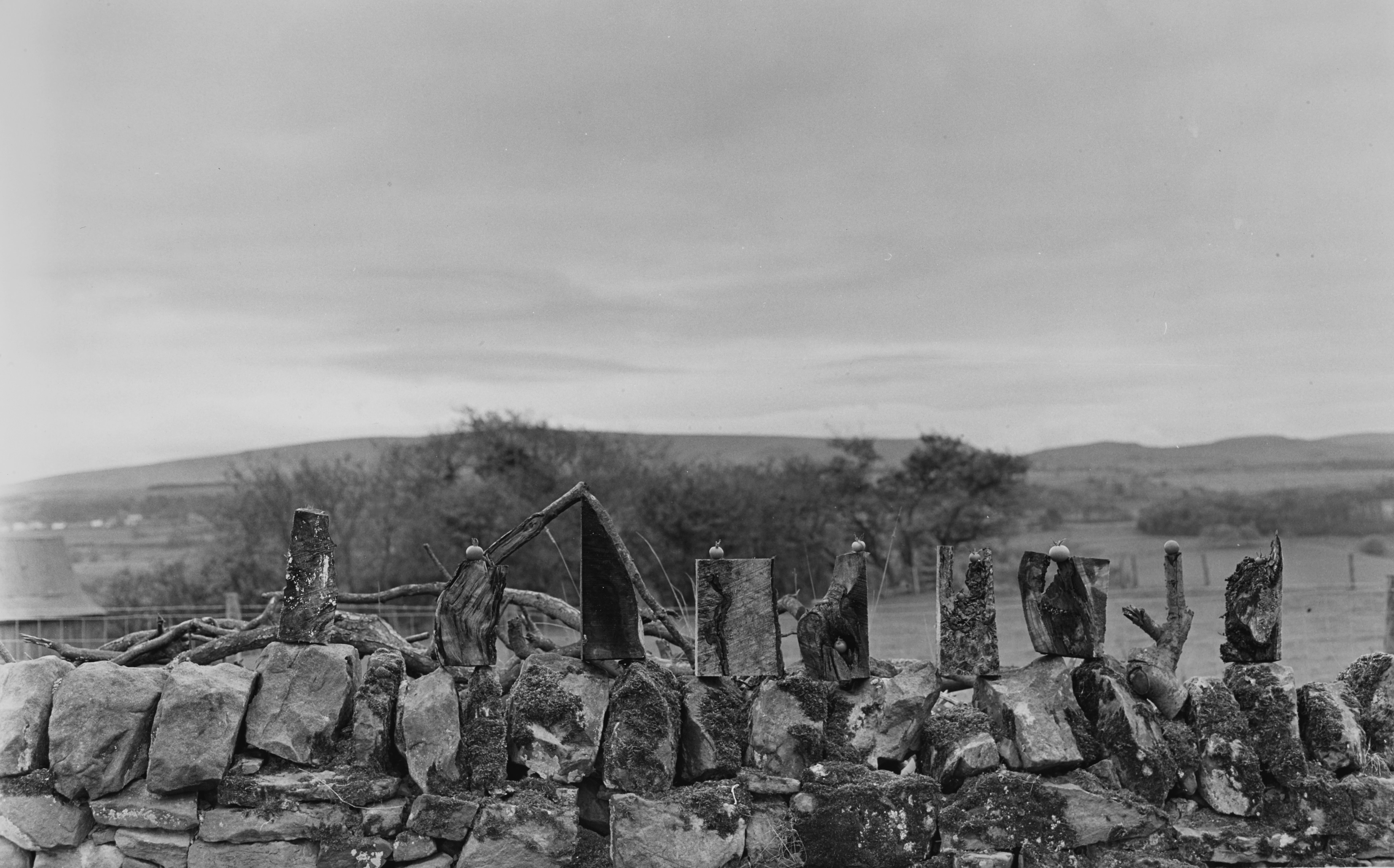 Black and white photograph. At least six tomatoes sit on some of nine vertical wooden blocks, which are lined up across a stone wall. Trees and mountains line the horizon under a sheet of clouds above.